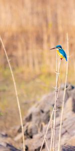 Animals,Wildlife,Bird,Motley,Branch,Kingfisher,Multicolored