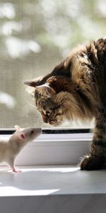 Animals,Window Sill,Windowsill,Acquaintance,Window,Cat,Rat