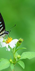 Animales,Flor,Patrón,Alas,Mariposa