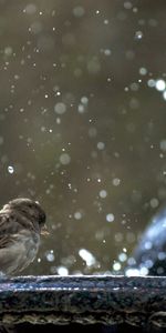 Animals,Winter,Birds,Snow,Pair,Sparrows,Survival,Cold,Couple