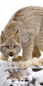 Animaux,Lynx,Hiver