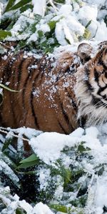 Animals,Winter,Branches,Snow,Tiger