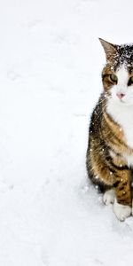 Animaux,Chats,Neige,Hiver