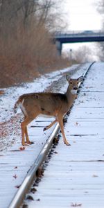 Animaux,Hiver,Cerfs