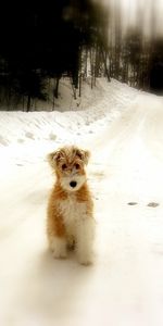 Animals,Winter,Dogs,Roads