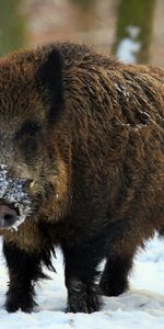 Animals,Winter,Fangs,Boar,Snow,Forest