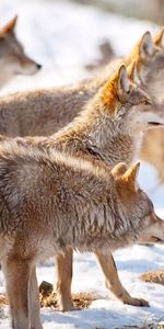 Animals,Winter,Flock,Hunting,Hunt,Snow,Wolfs