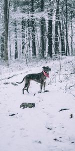 Forêt,Flâner,Animaux,Promenade,Chute De Neige,Chien,Hiver