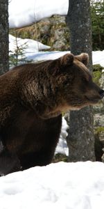 Animals,Winter,Grass,Snow,Bear,Moss,Eurasian