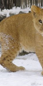 Animals,Winter,Lions