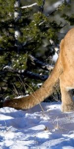 Animals,Winter,Puma