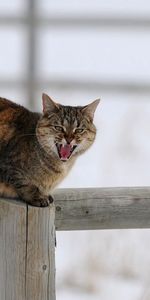 Animals,Winter,Sit,Fence,Scream,Cry,Snow,Cat