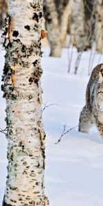 Animaux,Bouleaux,Bosquet,Iris,Neige,Hiver