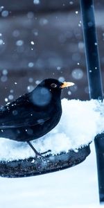 Animaux,Neige,Hiver,Oiseau,Corbeau