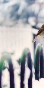 Animals,Winter,Snow,Bird,Fence