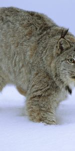 Animals,Winter,Snow,Bobcats