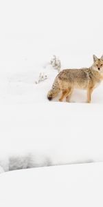 Animales,Invierno,Nieve,Vida Silvestre,Bestia,Coyote,Fauna Silvestre