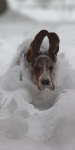 Invierno,Nieve,Perro,Orejas,Deriva,Derivas,Correr,Animales,Huir