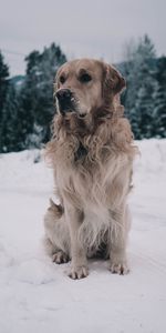 Animals,Winter,Snow,Dog,Muzzle,Labrador