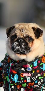 Animals,Winter,Snow,Dog,Pug,Jacket