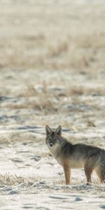 Invierno,Nieve,Vida Silvestre,Coyote,Fauna Silvestre,Animal,Animales