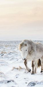 Animals,Winter,Snow,Horse