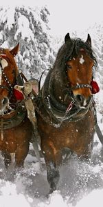 Animals,Winter,Snow,Horses