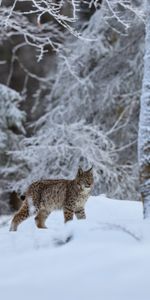 Faune,Animal,Gros Chat,Neige,Iris,Animaux,Hiver,Fauve