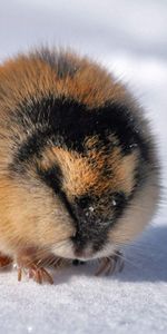 Animals,Winter,Snow,Lemming,Polar Pestle,Polar Mottled