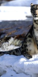 Animals,Winter,Snow Leopard,Snow