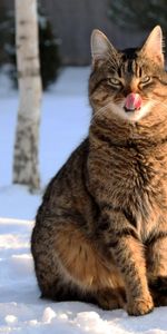 Animals,Winter,Snow,Lick Your Lips,Licking,Cat