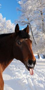 Animals,Winter,Snow,Muzzle,Language,Tongue,Nature,Horse