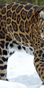 Animales,Guepardo,Nieve,Bozal,Paseo,Invierno,Depredador,Leopardo