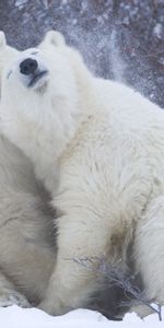 Animals,Winter,Snow,Polar Bears,Tenderness,Embrace