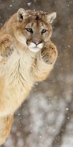 Animals,Winter,Snow,Puma,Bounce,Jump