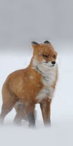 Animals,Winter,Snow,Redhead,Looks,Snowstorm,Fox