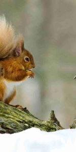 Animals,Winter,Snow,Sit,Branch,Squirrel