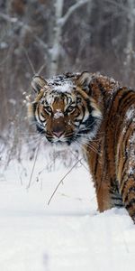 Animals,Winter,Snow,Stroll,Tiger