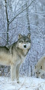 Animals,Winter,Snow,Wolfs