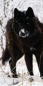 Animales,Invierno,Nieve,Lobos