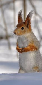 Animals,Winter,Snow,Wood,Forest,Tree,Climb,Fluffy Tail,Squirrel,Park