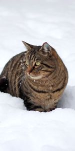 Animales,Nieve,Paseo,Invierno,Gato