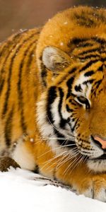 Animaux,Hiver,Tigres