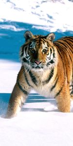 Animals,Winter,Tigers,Snow