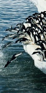 Animals,Winter,Water,Antarctica Arctic,Pinguins,Sea