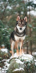 Vue,Opinion,Flâner,Promenade,Animaux,Chien,Loup