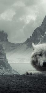 Animals,Wolfs