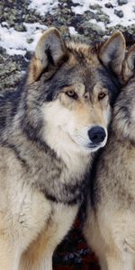 Loups,Animaux