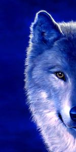 Animals,Wolfs