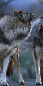 Animaux,Loups